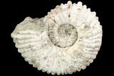 Tractor Ammonite (Douvilleiceras) Fossil - Madagascar #126400-1